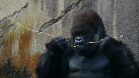 A gorilla eating the bark on a branch Stock Footage 132396005