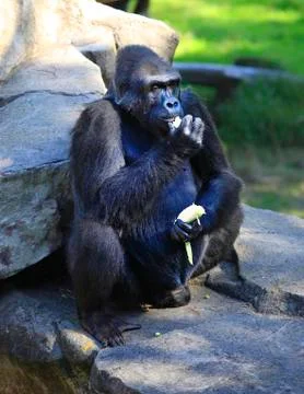 Gorilla eating cabbage Stock Photos