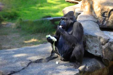 Gorilla eating cabbage Stock Photos
