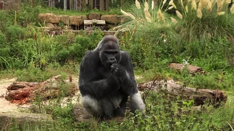 Gorilla, eating, chilling 스톡 동영상 81032538