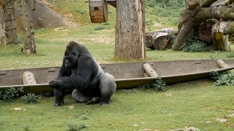 Gorilla eating Stock Footage 102470054