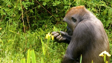 Gorilla eating Stock Footage 108946598