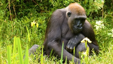 Gorilla eating Stock Footage 108947209