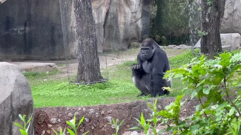 Gorilla Eating 스톡 동영상 155250567
