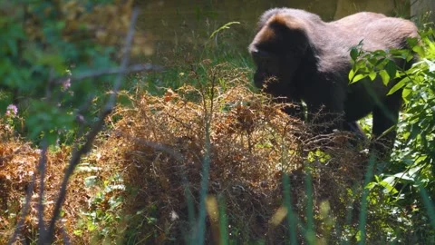 Gorilla eating  Stock Footage 256182378