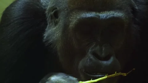 A Gorilla eating Stock Footage 257258790