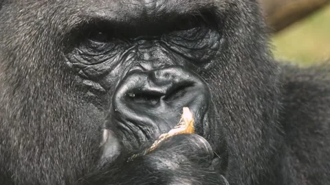 A Gorilla is eating a fruit  Stock Footage 284745560
