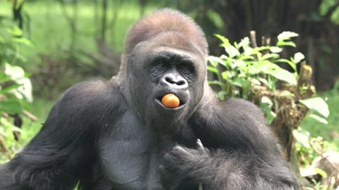 Gorilla eating fruit on grass background. Stock Footage 274362837