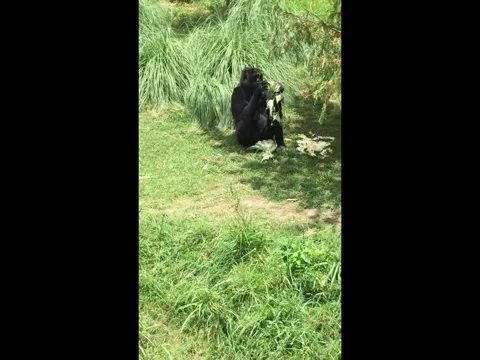 Gorilla eating leafs Stock Footage 301296437