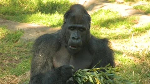 Gorilla Eating Leaves Stock Footage 537090