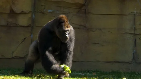 Gorilla eating lettuce Stock Footage 135889989