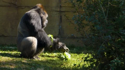 Gorilla eating lettuce Stock Footage 135918118
