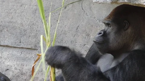 Gorilla Eating Long Grass Stock Footage 76757145