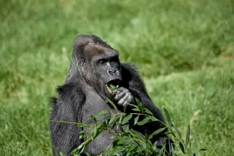 Gorilla Eating Stock Photos