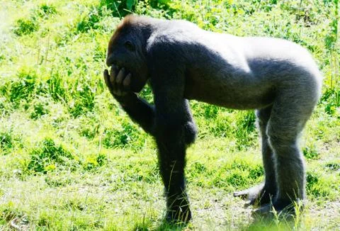Gorilla eating Stock Photos