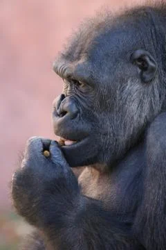 Gorilla eating Stock Photos