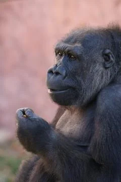 Gorilla Eating Stock Photos