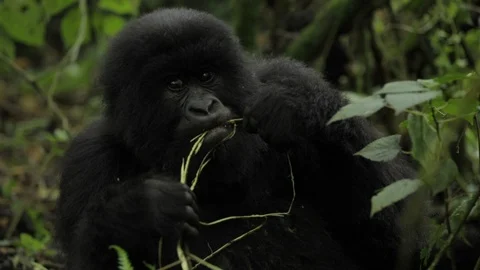 Gorilla eating plants in the forest Stock Footage 103805828