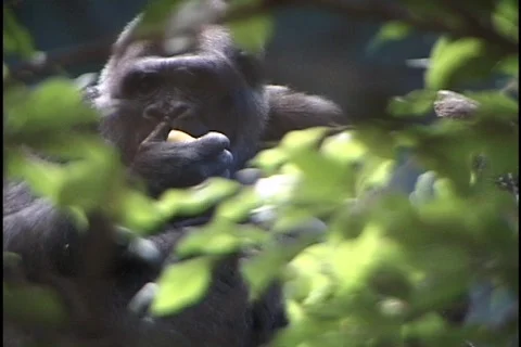 Gorilla Eating Through Trees Stock Footage 297630