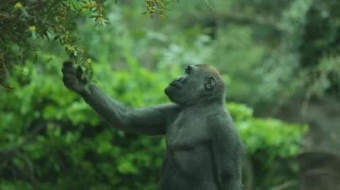 Gorilla Eating from Tree Stock Footage 58601222