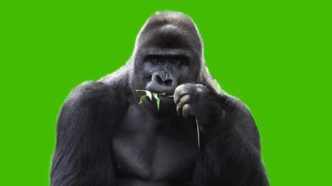 Gorilla eating tree leaves  slow motion, green screen Stock Footage 330007105