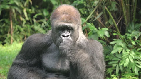 Gorilla eating vegetables and fruit on grass background. Stock Footage 274357534