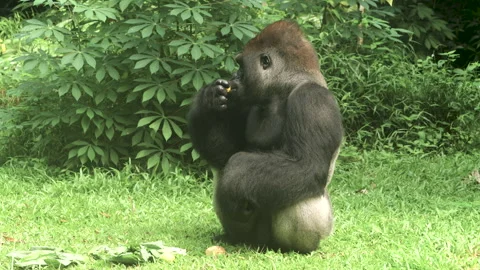Gorilla eating vegetables and fruit on grass background. Stock Footage 274357582