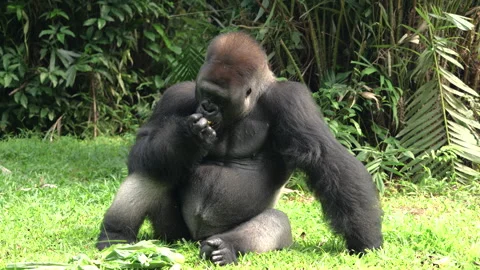 Gorilla eating vegetables and fruit on grass background. Stock Footage 274357728