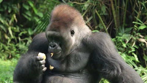 Gorilla eating vegetables and fruit on grass background. Stock Footage 274359620