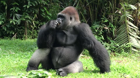 Gorilla eating vegetables and fruit on grass background. Stock Footage 274359930