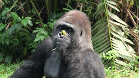 Gorilla eating vegetables and fruit on grass background. Stock Footage 274361675