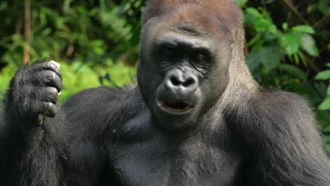 Gorilla eating vegetables and fruit on grass background. Stock Footage 274361762