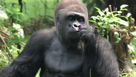 Gorilla eating vegetables and fruit on grass background. Stock Footage 274362798