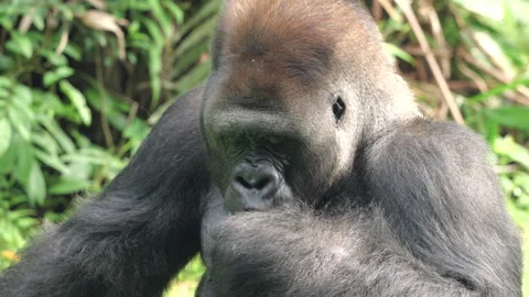Gorilla eating vegetables and fruit on grass background. Stock Footage 274363962