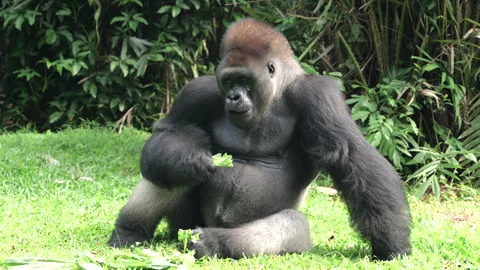 Gorilla eating vegetables on grass background. Stock Footage 274359701