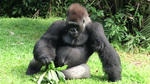 Gorilla eating vegetables  on grass background. Stock Footage 274359962