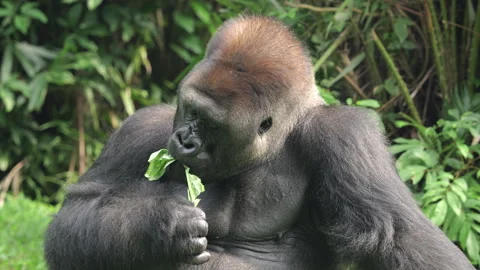 Gorilla eating vegetables on grass background. Stock Footage 274361328