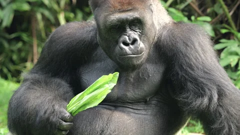 Gorilla eating vegetables on grass background. Stock Footage 274361339