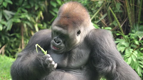 Gorilla eating vegetables on grass background. Stock Footage 274362293