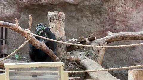 Gorilla eats and looks. Gorilla eyes. Stock video clip. 4K. Video stock 204790215