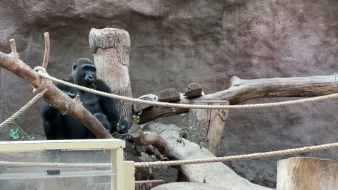 Gorilla eats and looks. Gorilla eyes. Stock video clip. 4K. Видео 204790410