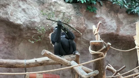 Gorilla eats and looks. Gorilla eyes. Stock video footage. 4K. Stock Footage 204790455