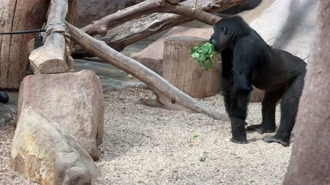 Gorilla eats and looks. Stock video clip. 4K. Stock Footage 204790235