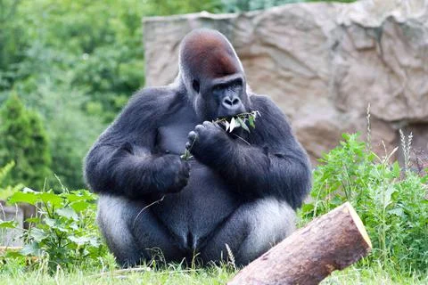 Gorilla eats a branch Foto stock