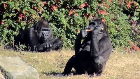 Gorilla eats fruit on the grass field. Video stock 82490723