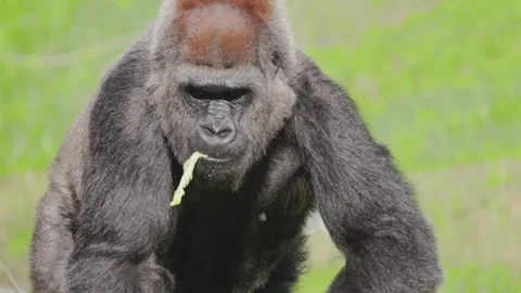 Gorilla eats leafy greens while sitting in a grassy outdoor enclosure during Stock Footage 347987000