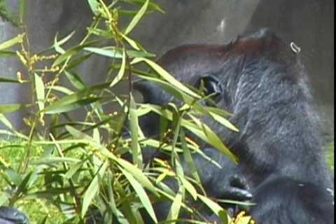 Gorilla eats leaves close up Stock Footage 281900