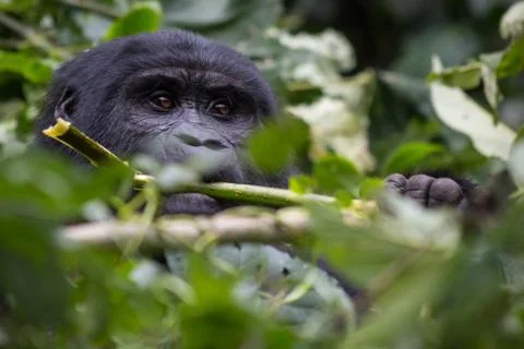 A gorilla eats leaves in the Impenetrable Forest Stock-Fotos