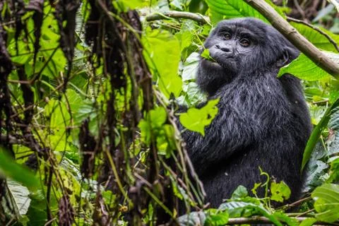 A gorilla eats leaves in the Impenetrable Forest Stock-Fotos