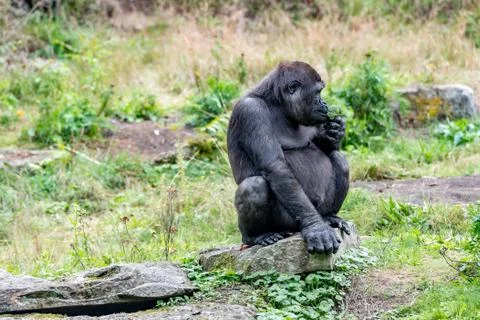 Gorilla eats a piece of brocoli Stock Photos